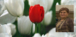 راگەیاندنی سکرتاریەتی کۆمەڵە سەبارەت بە مەرگی خوشکی چوار گیانبەختکردووی کۆمەڵە لە شاری سنە